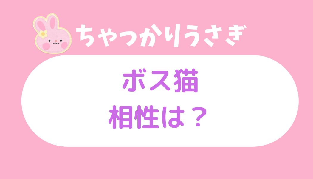 ちゃっかりウサギ ボス猫